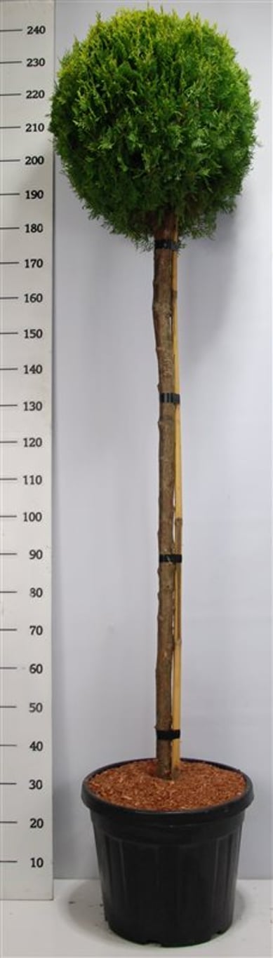 Thuja – Thuja occidentalis 'Aurea Nana' - C65 150 cm. Stam